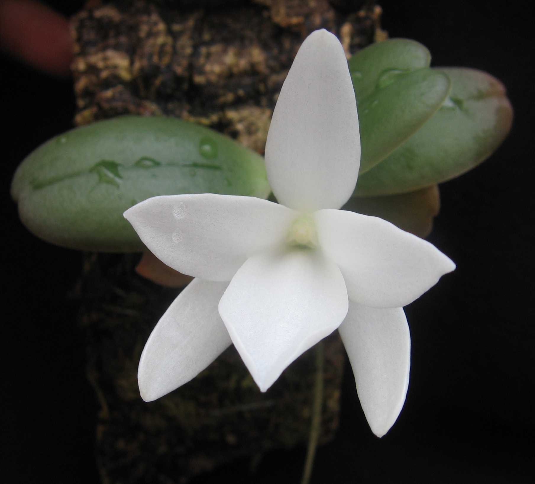 Aerangis fastuosa 'Olympic' best pic