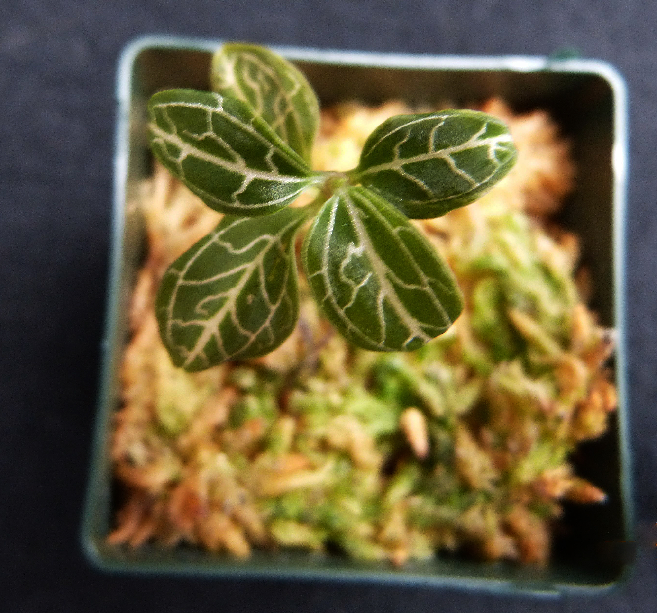 Anoectochilus roxburghii