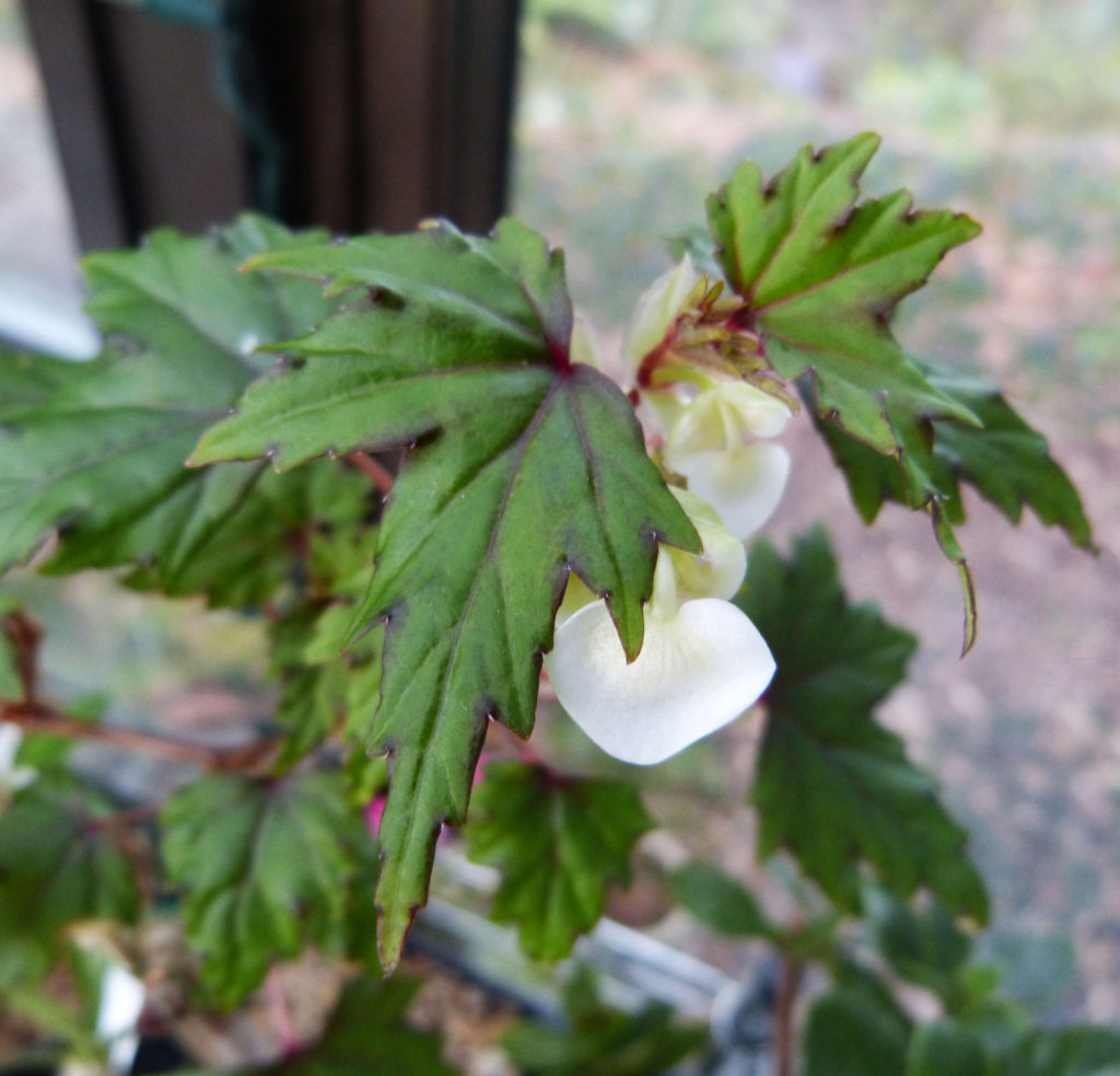 Begonia dregei OLYMPIC ORCHIDS