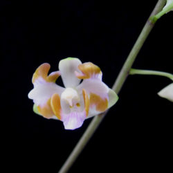 Phalaenopsis pulcherrima var chompornensis