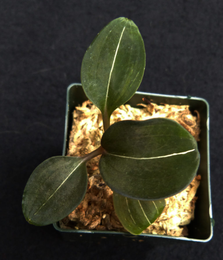 Ludisia discolor var nigrescens – OLYMPIC ORCHIDS