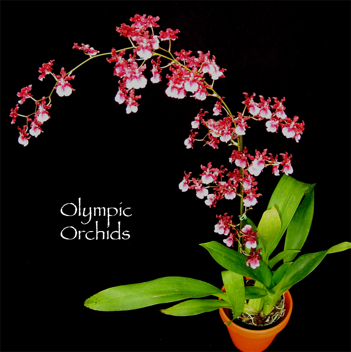 Oncidium Sharry Baby OrchidThe Chocolate Orchid