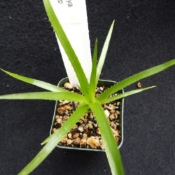 Puya alpestris