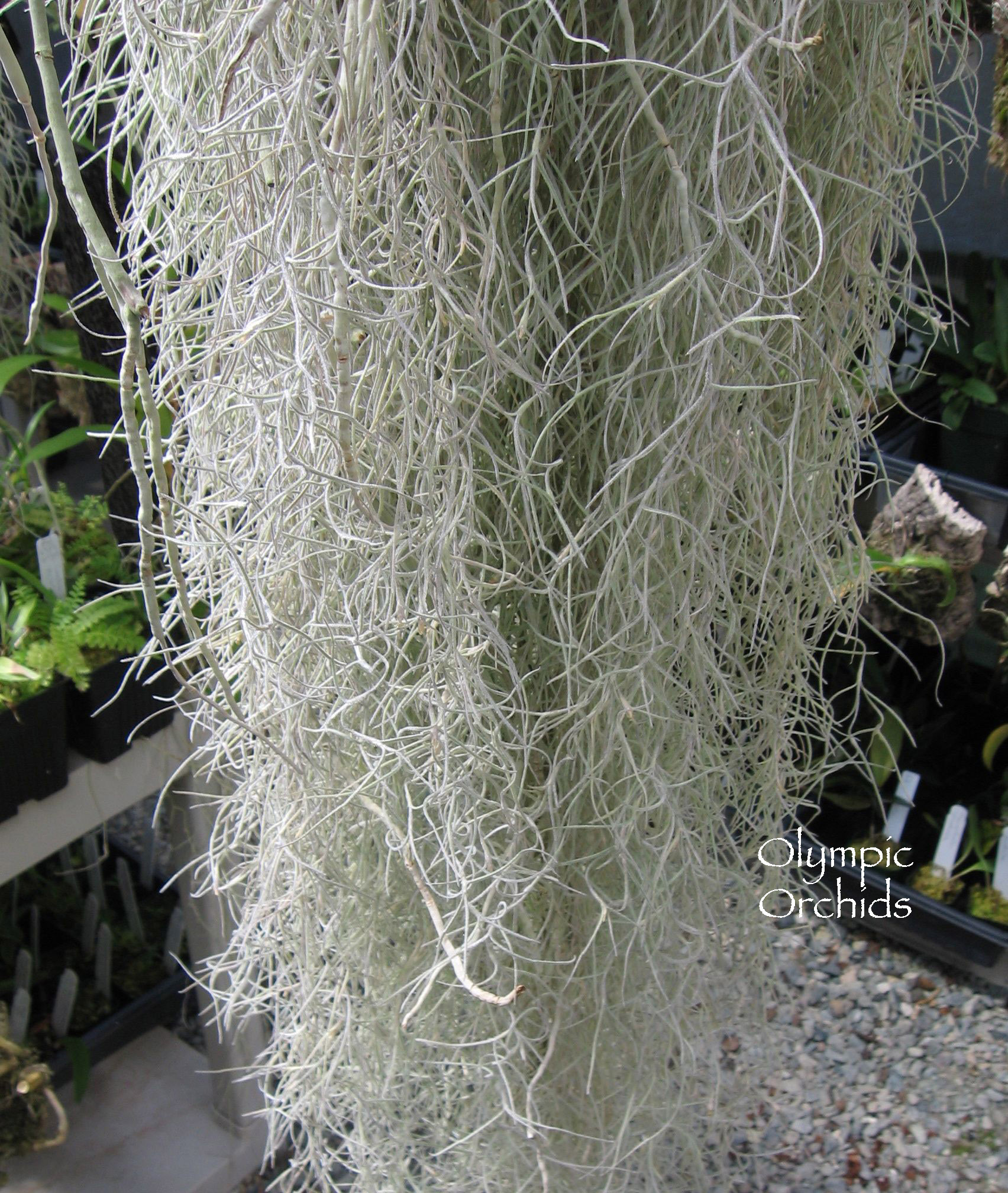 Spanish moss is an oddity of the plant world