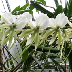 Angraecum eburneum