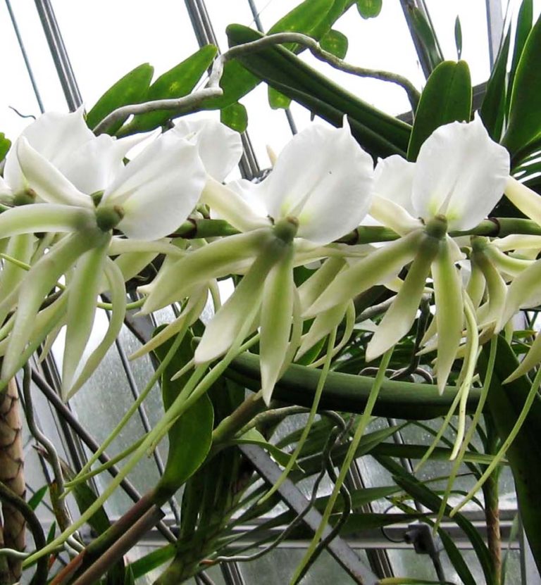 Angraecum eburneum – OLYMPIC ORCHIDS