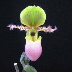Paphiopedilum glaucophyllum