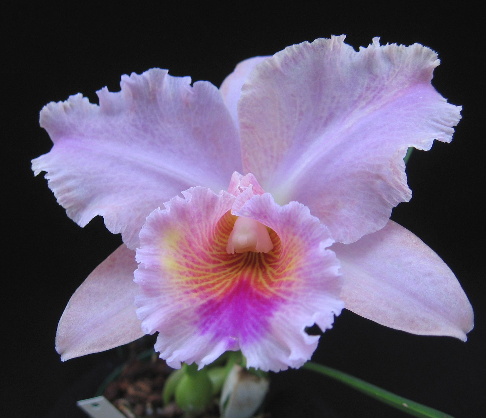 Каталея. Каталея цветок Колумбии. Каталея Каталея. Каттлея Рене. Cattleya Flower.