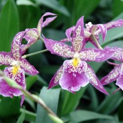 Beallara Patricia McCully ‘Pacific Matriarch’