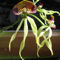 Prostechea baculus x Prostechea cochleata