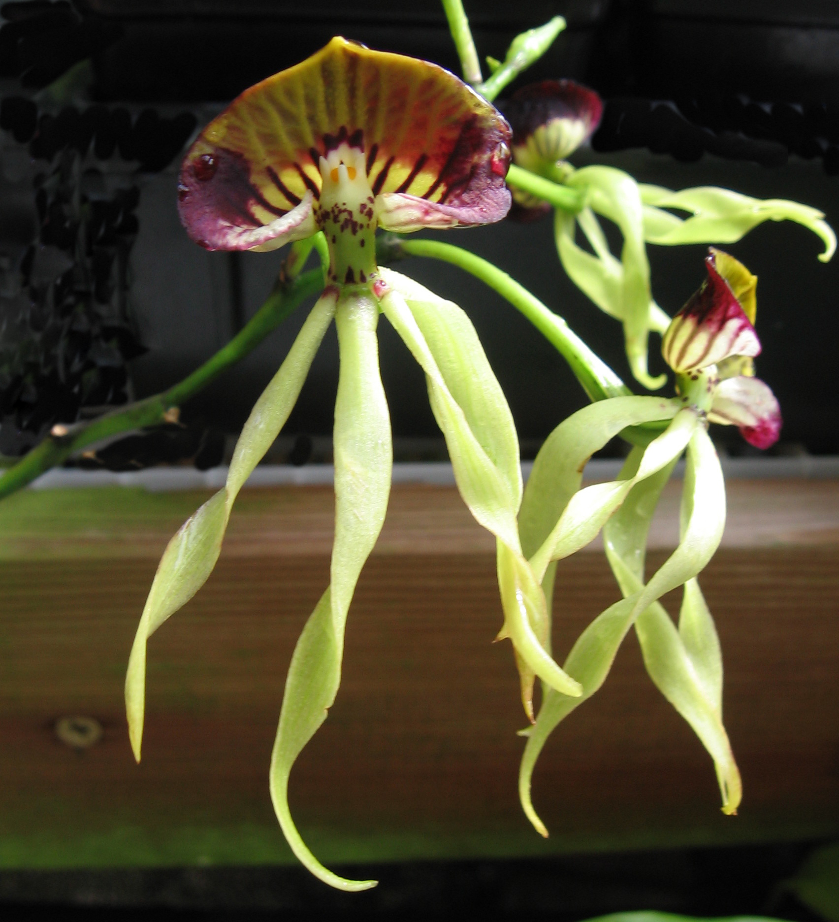 Prostechea baculus x Prostechea cochleata