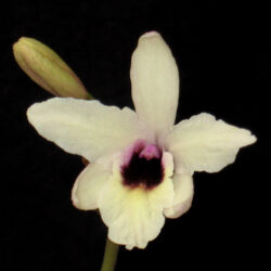 Laelia rubescens
