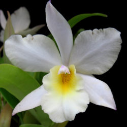 Iwanagaara Apple Blossom
