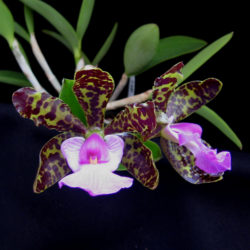 Cattleya Peckhaviensis x Landate