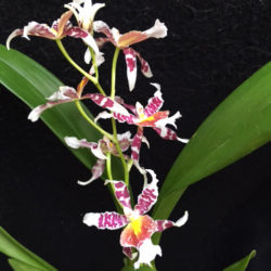 Oncidium Rex's Luck 'Firefly'
