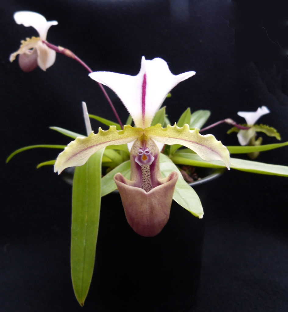 Paphiopedilum spicerianum x Emerald Sea – OLYMPIC ORCHIDS