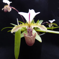 Paphiopedilum spicerianum