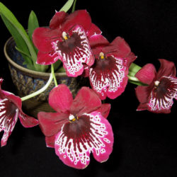 Miltoniopsis Breathless 'Brilliant'