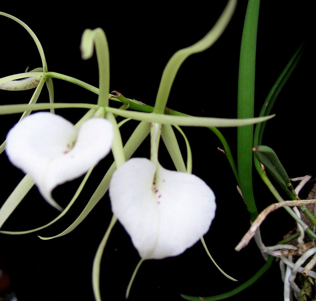 Brassavola Nodosa – OLYMPIC ORCHIDS