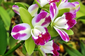 Orchid seedling Purple Cattleya RLC Yen Corona Green Genie live plant 