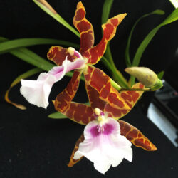 Miltonia Kismet 'Kind Kai'