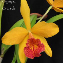 Blc Copper Queen