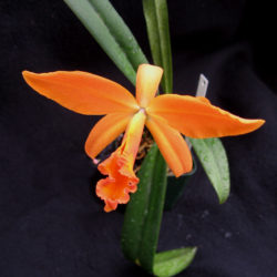 Laelia cinnabarina