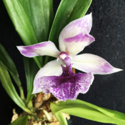 Zygonisia Cynosure 'Blue Birds'