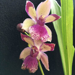 Zygonisia Roquebrune 'Seafoam'
