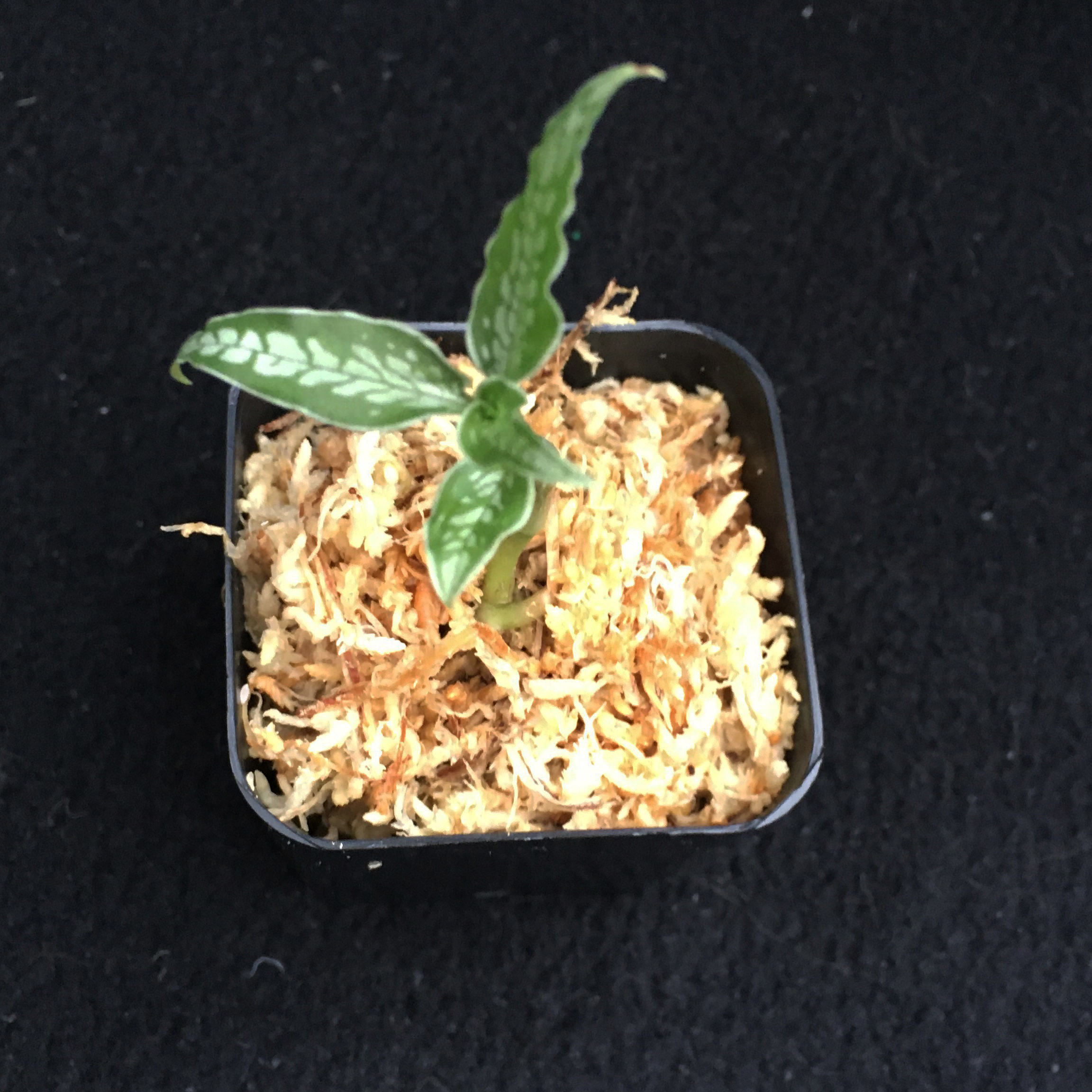 Aspidogyne querceticola