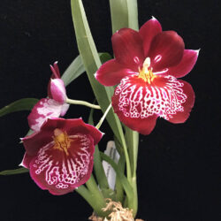 Miltoniopsis Breathless 'Florence;'