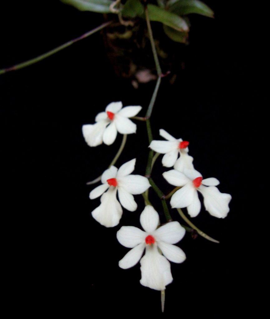 Aerangis luteoalba var rhodosticta – OLYMPIC ORCHIDS