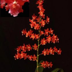Wilsonara Red Stars 'Rooster'
