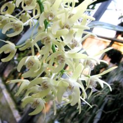 Dendrobium speciosum var curvicaule