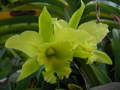 NoID Cattleya