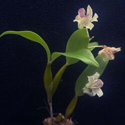 Dendrobium Chocolate Chip