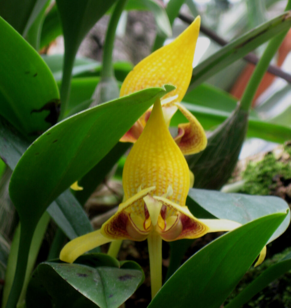 Bulbophyllum dearei – OLYMPIC ORCHIDS