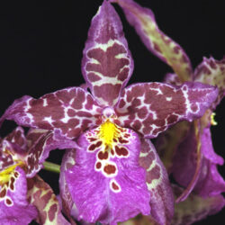 Beallara Tropic Tom 'Kinky'