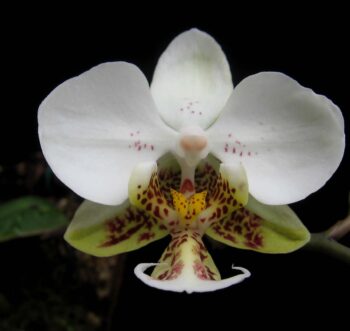 Phalaenopsis stuartiana – OLYMPIC ORCHIDS