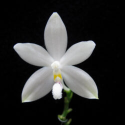 Phalaenopsis tetraspis