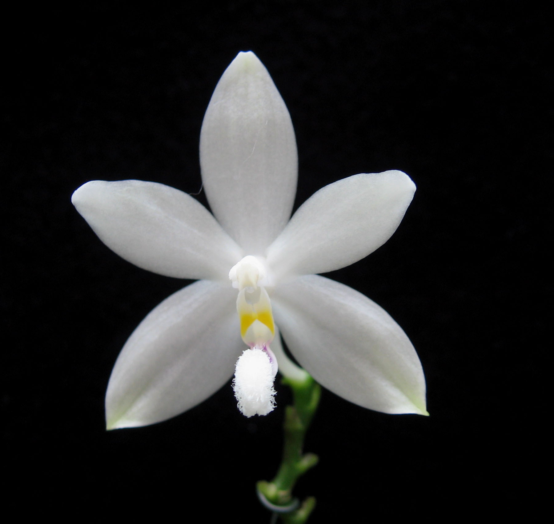 Phalaenopsis tetraspis
