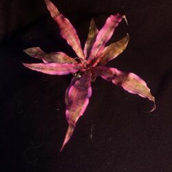 Cryptanthus Red Baron ‘Living Colors’