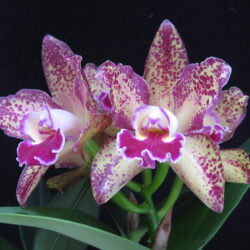 Blc Waianae Leopard