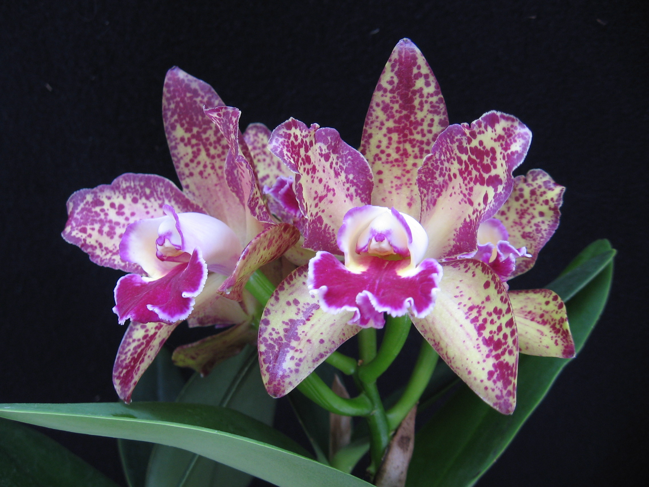 Blc Waianae Leopard