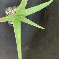 Aloe sinkatana