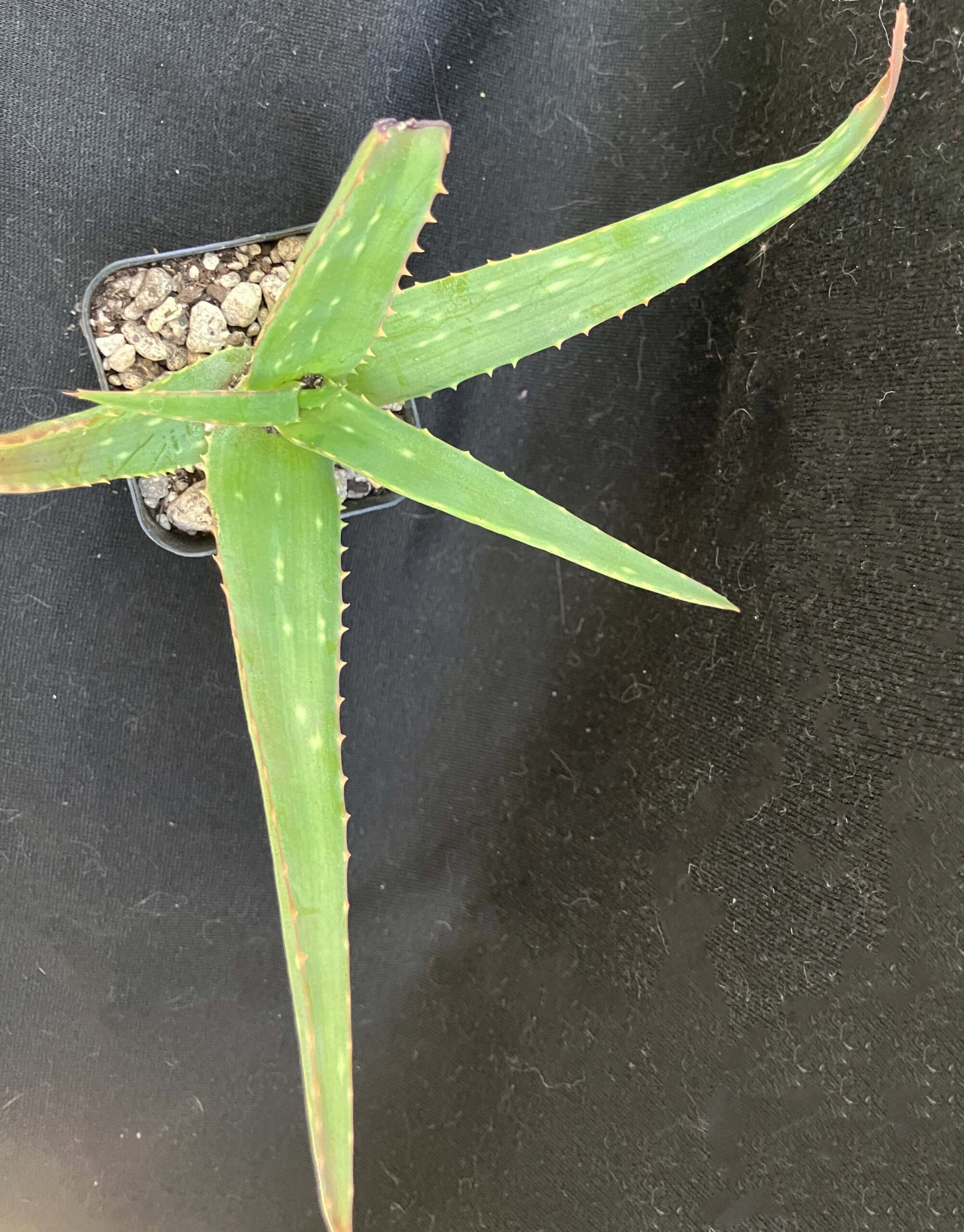 Aloe sinkatana