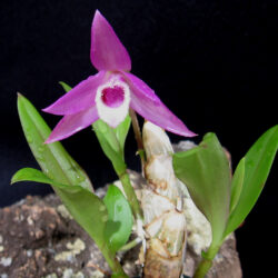 Dendrobium parishii semi-alba