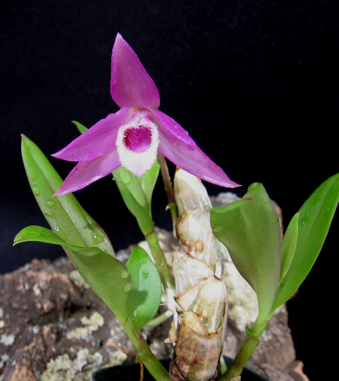 Dendrobium parishii semi-alba